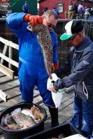 Local catch in Ilulissat